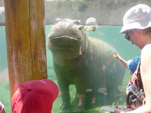 Friendly hippo swims at world-famous St. Louis zoo.